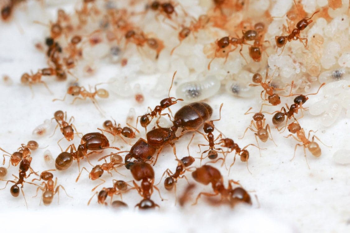 Ant Control & Prevention