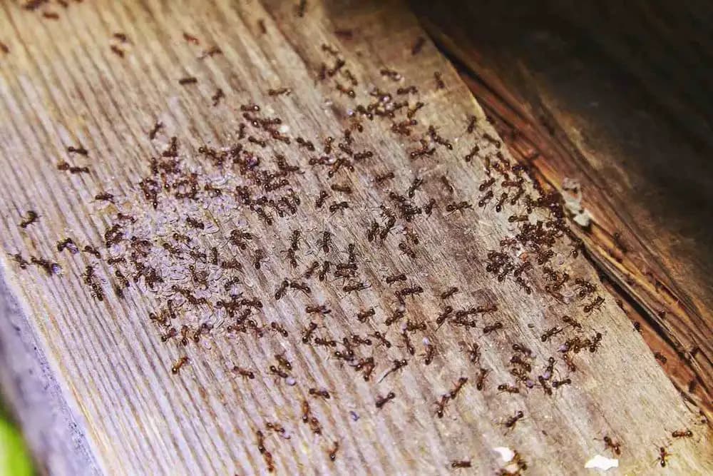 Ant Infestation Control