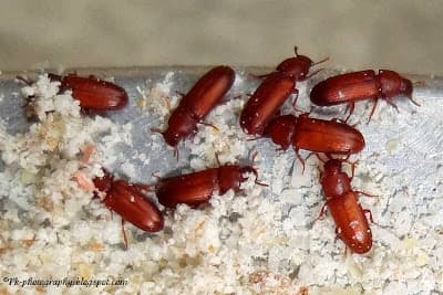 Professional pest control technician in protective gear