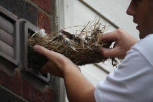 Nest Removal & Sanitation
