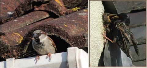 Bird Prevention Tips