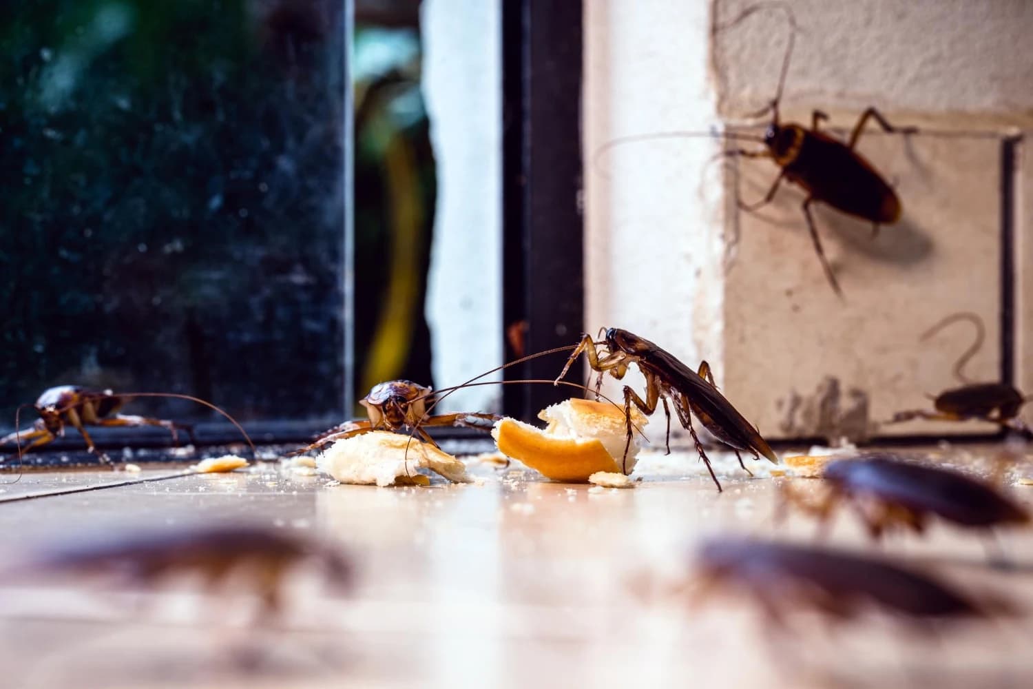 Cockroaches Pest Control - Professional Pest Control