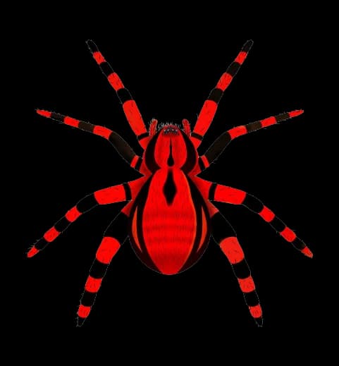 Spiders Pest Control