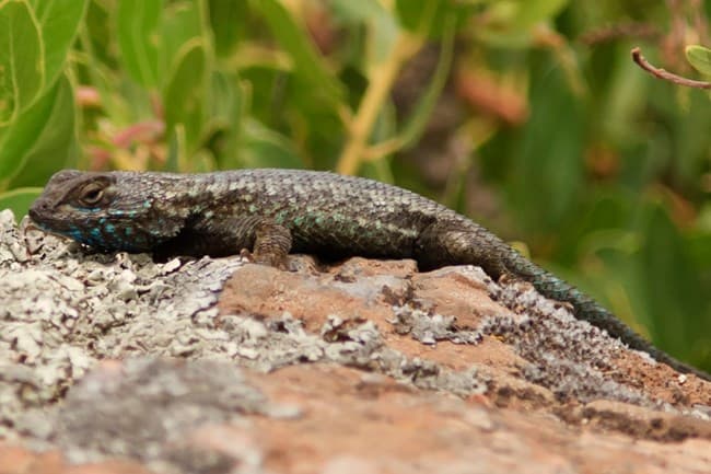 Fence Lizards