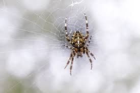 Spider Prevention Services