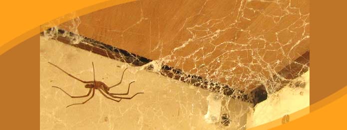 Spider Infestation Control